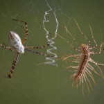 Spiders Battling Dangerous Foes pic 3 , 4 Spiders Battling Dangerous Foes Photos In Spider Category