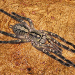 Spiders of Fringed Ornamental , 8 Fringed Ornamental Tarantula Pictures In Spider Category