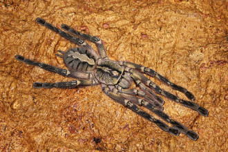 Spiders Of Fringed Ornamental , 8 Fringed Ornamental Tarantula Pictures In Spider Category