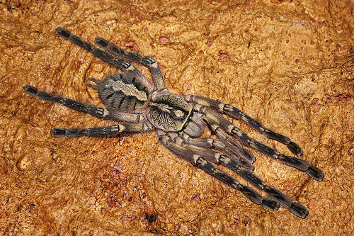 Spider , 8 Fringed Ornamental Tarantula Pictures : Spiders Of Fringed Ornamental