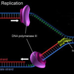 Spradling Genetics , 5 Animated Dna Replication In Cell Category