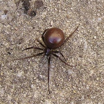 Steatoda grossa house spider , 10 Brown House Spider In Spider Category