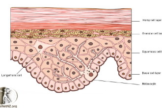 Structure Of The Epidermis , 7 Skin Structure Anatomy Diagrams In Cell Category