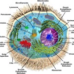 Structures of Eukaryotic Cells , 7 Eukaryotic Cell Structure In Cell Category