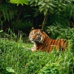Sumateras tiger , 6 Pictures Of Tiger Rainforest In Mammalia Category