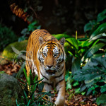 Sumatran tiger (Panthera tigris sumatrae) , 6 Pictures Of Tiger Rainforest In Mammalia Category