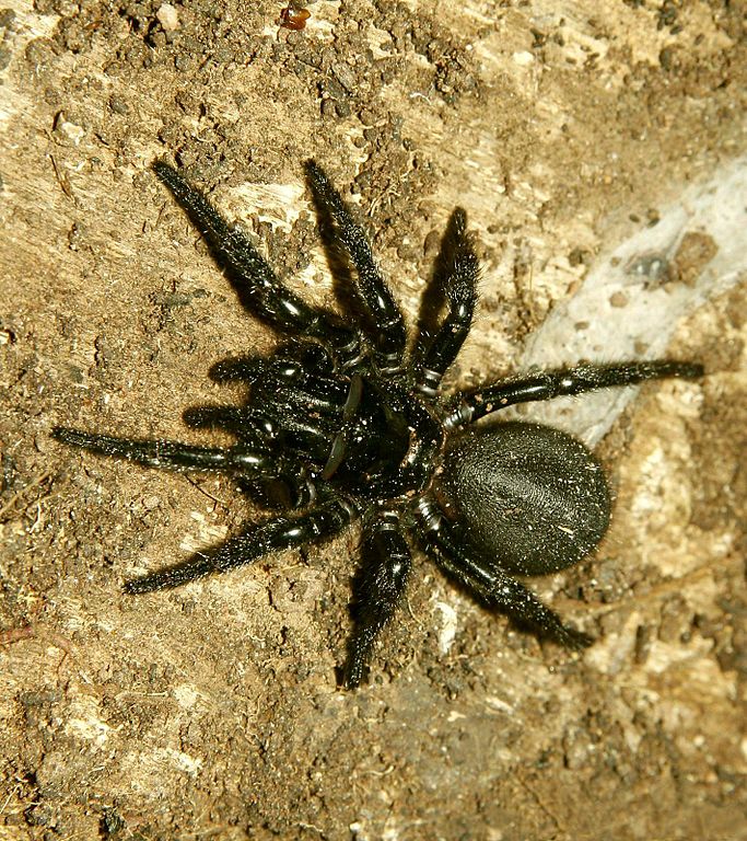 Spider , 6 Sydney Funnel-web Spiders : Sydney Funnel Web Spider
