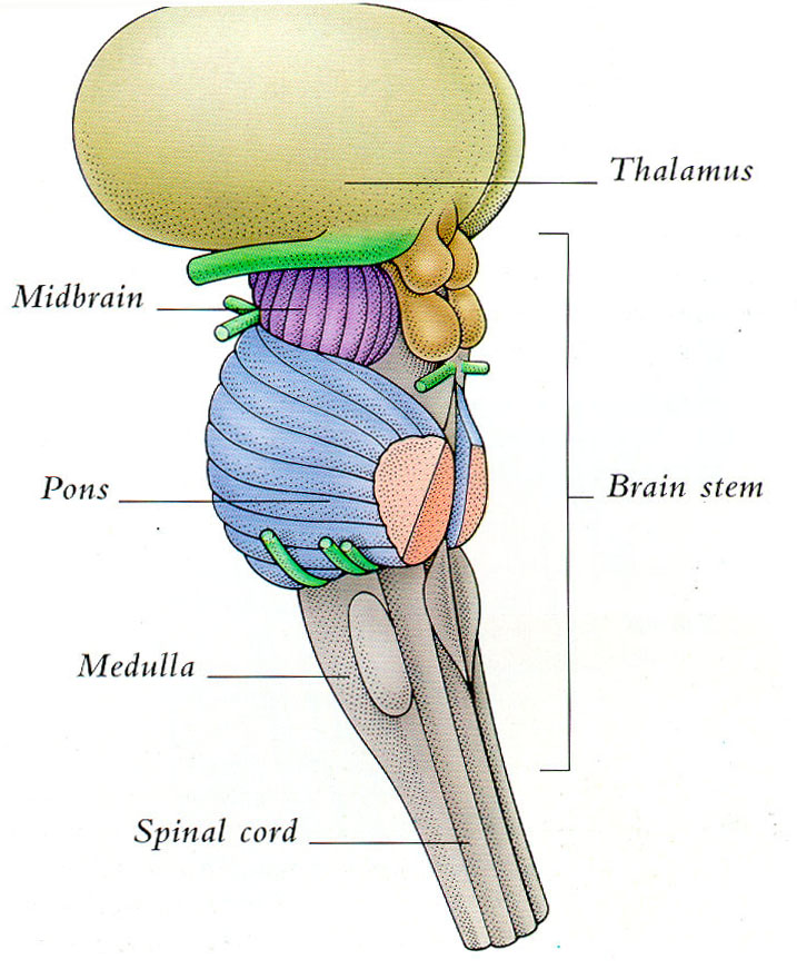 4 Part Of Brain That Contains Thalamus In Biological Science Picture 