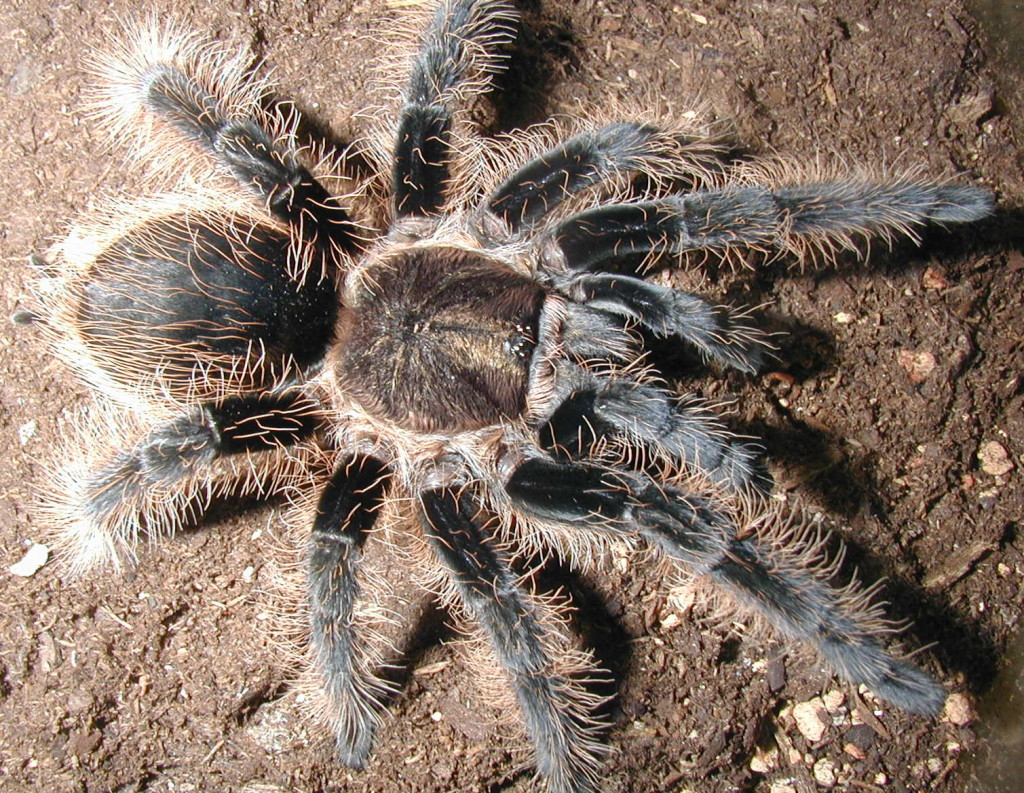 giant tarantula pillow