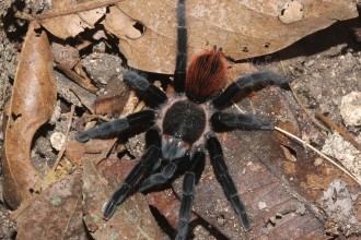 Tarantula Spider Images , 7 Tarantula Spider Images In Spider Category