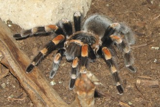 Tarantula Pictures , 7 Tarantula Spider Images In Spider Category