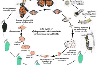 The Monarch And OE Life Cycles , 4 Life Cycle Of A Monarch Butterfly In Butterfly Category