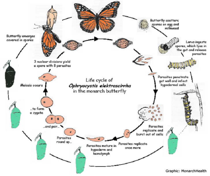 Butterfly , 4 Life Cycle Of A Monarch Butterfly : The Monarch And OE Life Cycles