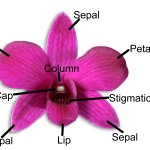 The Orchid Flower Structure , 7 Flower Structure In Plants Category