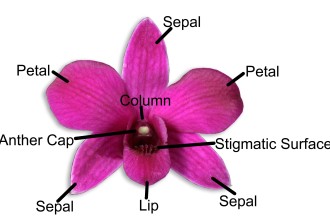 The Orchid Flower Structure , 7 Flower Structure In Plants Category
