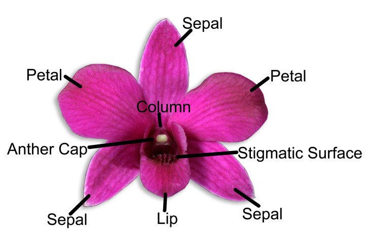 Plants , 7 Flower Structure : The Orchid Flower Structure