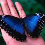 The iridescent Blue Morpho Butterfly , 6 Iridescent Blue Butterfly Photos In Butterfly Category