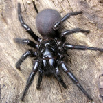 The poisonous Sydney Funnel Web spider , 6 Sydney Funnel web Spiders In Spider Category