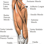 Thigh Anatomy Muscle Anterior , 7 Pictures Muscles Back Of Thigh In Muscles Category