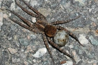 Tigrosa Georgicola , 6 Big Brown Spider In Spider Category