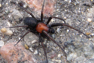 Titanoeca spider in Orthoptera