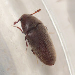 Trixagus Wood boring beetle , 6 Pictures Of Wood Boring Beetle In Beetles Category