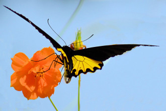 Troides Helena Cerberus in Butterfly