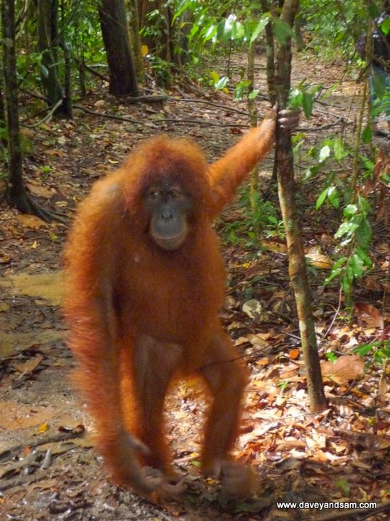 Primates , 7 Pictures Of Tropical Rainforest Primates : Tropical Rainforest Heritage Of Sumatra