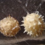 Two brown spider egg sacs , 9 Brown Spider Egg Photos In Spider Category