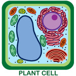 Unlabeled Plant Cell pic 1 , 3 Unlabeled Plant Cell Pictures In Cell Category