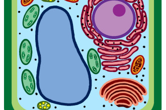 Unlabeled Plant Cell pic 1 in Amphibia