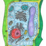 Unlabeled Plant Cell pic 2 , 3 Unlabeled Plant Cell Pictures In Cell Category