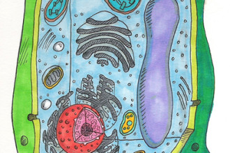Unlabeled Plant Cell Pic 2 , 3 Unlabeled Plant Cell Pictures In Cell Category