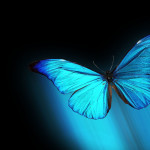 Vista Morpho Blue Butterfly Resolution , 6 Blue Morpho Butterfly Wallpapers In Butterfly Category