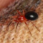 Walckenaeria auranticeps , 6 Pictures Of Red And Brown Spider In Spider Category