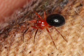 Walckenaeria Auranticeps , 6 Pictures Of Red And Brown Spider In Spider Category