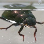 Water Scavenger Beetle , 7 Water Bug Beetle In Beetles Category