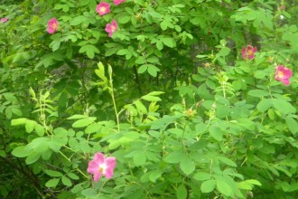 Wild Rose Bush , 6 Wild Roses Plant In Plants Category