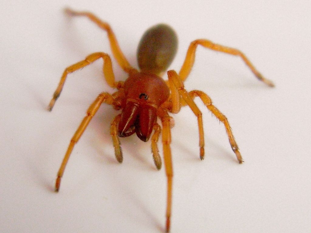 6 pictures of red and brown spider Biological Science Picture