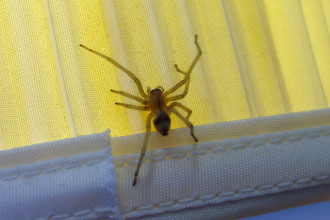 Yellow Sac Spider , 8 Yellow Sac Spider Pictures In Spider Category