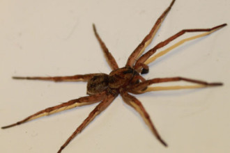  a Wolf Spider florida in Laboratory