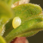 a monarch butterfly eggs , 6 Monarch Butterfly Eggs Photos In Butterfly Category