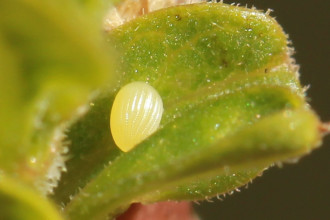 A Monarch Butterfly Eggs , 6 Monarch Butterfly Eggs Photos In Butterfly Category