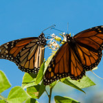 activity of the monarch butterfly , 7 What Does Monarch Butterfly Eat In Butterfly Category