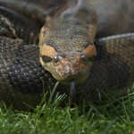 anaconda , 6 Anaconda Rainforest Animals In Reptiles Category
