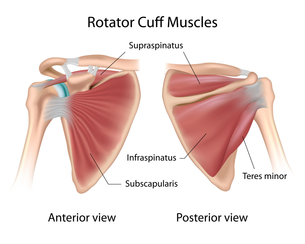 anatomy rotator cuff muscles : Biological Science Picture Directory ...