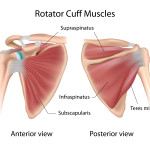 anatomy rotator cuff muscles , 5 Rotator Cuff Anatomy Muscles In Muscles Category