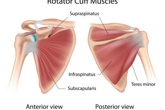 anatomy rotator cuff muscles in Butterfly