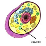 animal cel vacuole , 2 Pictures Do Animal Cells Have Vacuoles In Cell Category