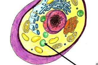 Animal Cel Vacuole , 2 Pictures Do Animal Cells Have Vacuoles In Cell Category